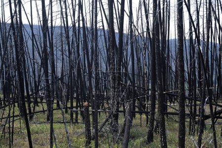 Foto de Bosque quemado después de un incendio forestal. - Imagen libre de derechos