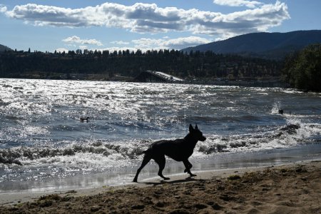 Foto de Playa sin correa para perros. Perro la playa del lago. - Imagen libre de derechos