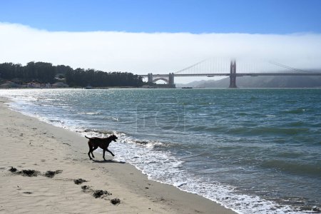 Téléchargez les photos : Chien sur la plage près du Golden Gate Bridge à San Francisco - en image libre de droit