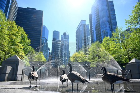 Téléchargez les photos : Oie dans le parc Harbour Green à Vancouver. - en image libre de droit