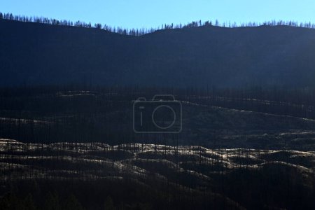 Foto de Paisaje dramático con bosque quemado en Canadá. Bosque quemado después de un incendio forestal. - Imagen libre de derechos