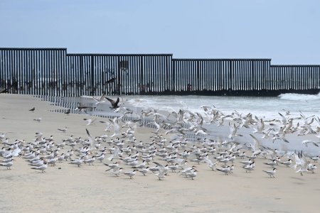 Foto de Una cerca en la frontera entre Estados Unidos y México donde se encuentra con el Océano Pacífico en Border Field State Park Beach - Imagen libre de derechos