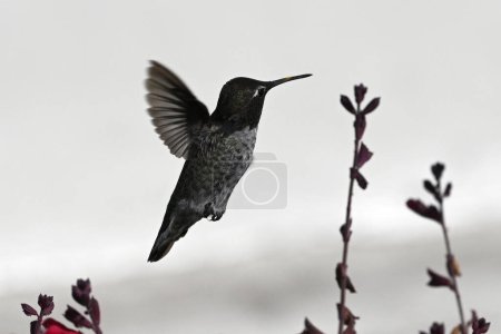 Téléchargez les photos : Colibri en vol. Colibri en vol près d'une fleur. Colibris - en image libre de droit