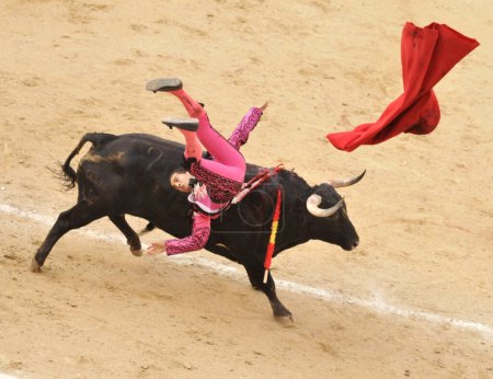 Photo for Madrid, Spain - May 01, 2010: A bull tossed bullfighter (toreros) during a bullfight (Corrida) at the bullfight arena Plaza de Toros de Las Ventas in Madrid. - Royalty Free Image