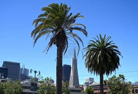 Foto de San Francisco, CA, Estados Unidos - 25 de julio de 2023: Paisaje urbano de San Francisco con palmeras y rascacielos Transamerica. - Imagen libre de derechos