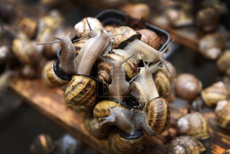 Téléchargez les photos : Ferme d'escargots comestibles. Escargots des raisins (Helix pomatia Linnaeus)) - en image libre de droit
