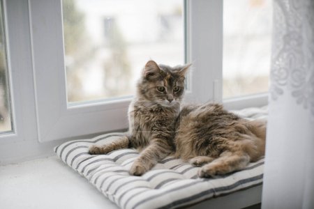 Foto de La lis gato Maine Coon acostado en un colchón en el alféizar de la ventana contra el fondo de la ventana. Primer plano. - Imagen libre de derechos