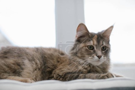 Photo for The Maine Coon cat lis lying on a mattress on the windowsill against the background of the window. Close-up. - Royalty Free Image