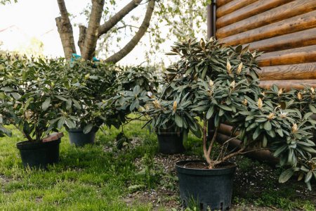 Téléchargez les photos : Rhododendrons dans des pots dans le jardin sur la pelouse dans la cour arrière de la maison. Jardin près de maison en bois. - en image libre de droit