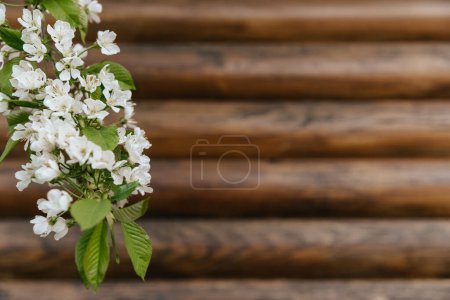Téléchargez les photos : Arrière-plan d'une poutre en bois avec une branche d'un arbre en fleurs à gauche. - en image libre de droit
