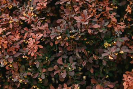 Téléchargez les photos : Buisson d'épine-vinette. Arrière-plan.. - en image libre de droit