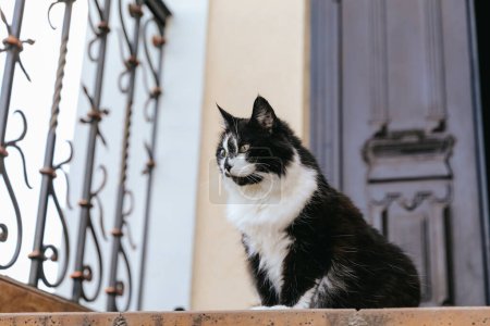 Foto de Un gato blanco y negro está sentado en el umbral de la casa en la puerta principal. - Imagen libre de derechos