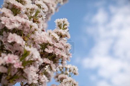Foto de Sakura blanca en flor contra el cielo. - Imagen libre de derechos