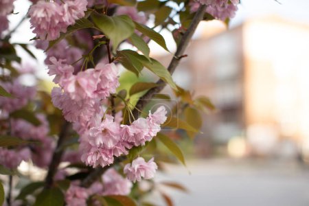 Photo for Pink blooming sakura against the city. - Royalty Free Image