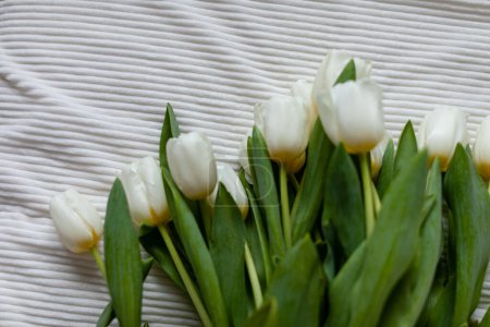Téléchargez les photos : Un tas de tulipes blanches sur une couverture blanche. Bouquet de tulipes au lit le matin. Vue du dessus. - en image libre de droit