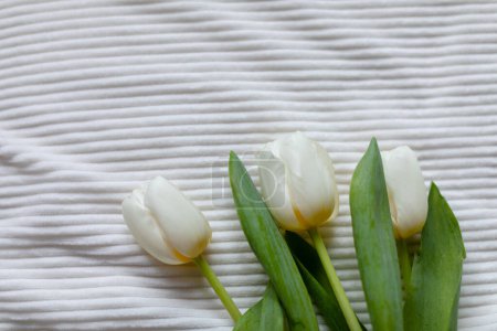 Téléchargez les photos : Trois tulipes sur couverture blanche. Vue du dessus. - en image libre de droit