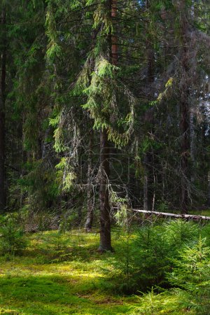 Une belle forêt naturelle en Europe du Nord