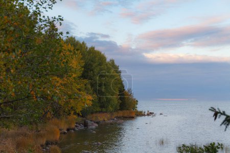 Forest at fall season. Baltic sea shore.