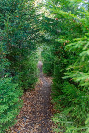 Narrow forest trail through evergreen fir trees. Fall season.