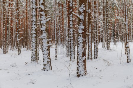 Des troncs de pins couverts de neige. Belle forêt d'hiver. Paysage hivernal. La neige blanche couvre le sol et les arbres. Atmosphère majestueuse. Nature enneigée. Plan extérieur