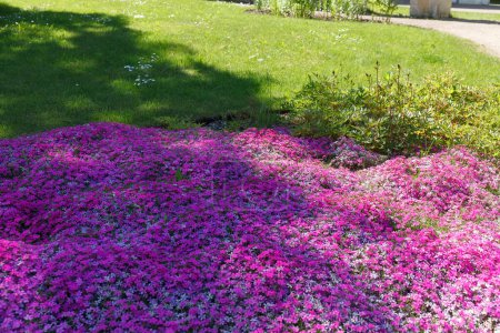 Gartenbeet mit schön blühenden rosa Blumen