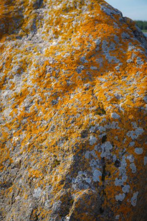Stone covered with orange lichen. Stone texture, lichen.