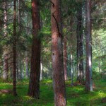 Pine forest. Summer daytime. Estonia.