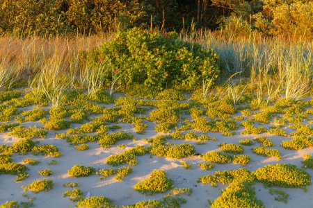 Sandy beach, grass, bushes and trees at sunset. Baltic sea coast.