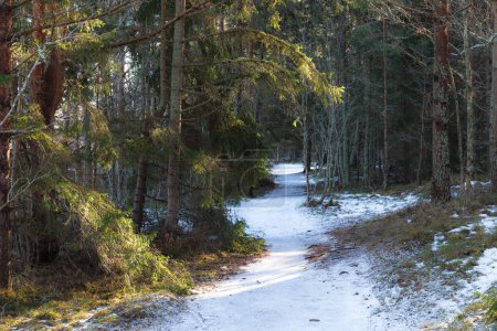Early winter in the pine forest