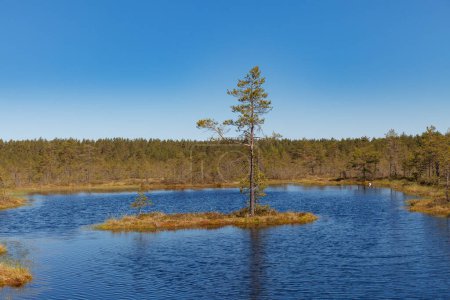Photo for Bog forest park at swampland. Northern Europe, Estonia, Viru. Fall season. - Royalty Free Image