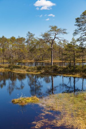 Moorwaldpark in Sumpfgebieten. Nordeuropa, Estland, Viru. Herbstsaison.