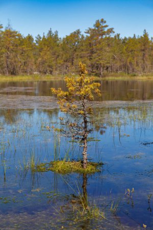 Parque forestal de pantanos en Swampland. Norte de Europa, Estonia, Viru. Temporada de otoño.