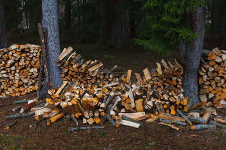 Stacks of firewood in the village close to forest