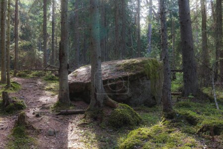 Kiefernwald Sommer Tag magische Aussicht, orton-Effekt