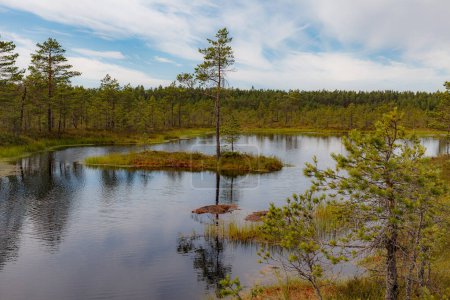 "Tourbière Viru raba en Estonie, parc national de Lahemaa