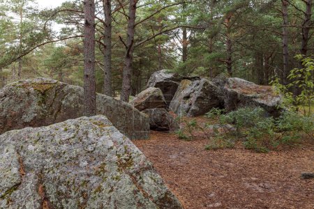 Bosque ingenio rocas de granito