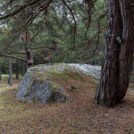 Forest wit granite boulders