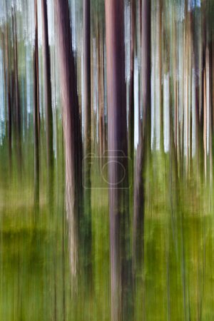Bäume im Kiefernwald mit einer vertikalen Kamerafahrt fotografiert. Langzeitbelichtung.