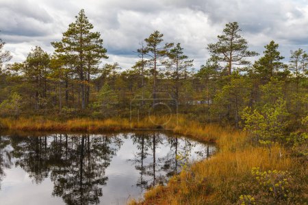 Paysage de marais tourbeux dans le parc naturel en Estonie. Jour d'automne nuageux.