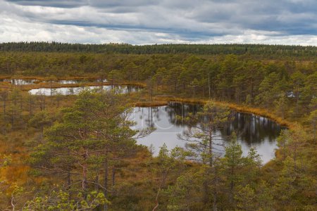 Peat marsh landscape in nature park in Estonia. Cloudy autumn day.