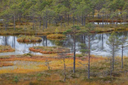 Peat marsh landscape in nature park in Estonia. Cloudy autumn day.