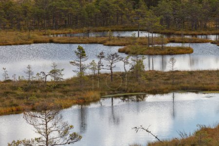 Paisaje de turberas en el parque natural de Estonia. Nublado día de otoño.