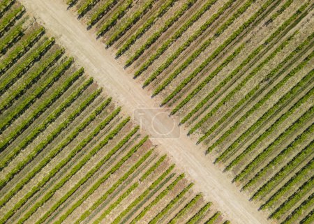Photo for Aerial view of vineyards in Southwest California near Bakersfield. - Royalty Free Image