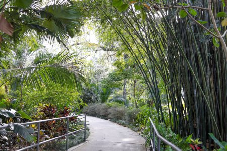 Tropischer Baumgarten und Gehweg in Harry P Leu Gärten in Orlando, Florida.