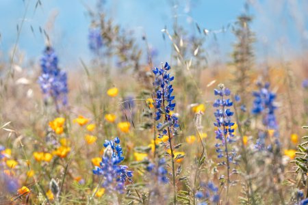 Téléchargez les photos : Gros plan sur les fleurs de lupin bleu dans la prairie de fleurs sauvages, mise au point sélective. - en image libre de droit