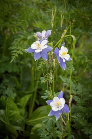 Photo for Close up view of Colorado's state flower Blue Columbine in the meadow in summer time. - Royalty Free Image