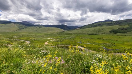 Téléchargez les photos : Fleurs sauvages dans les montagnes rocheuses du Colorado par temps de tempête le long du sentier du ruisseau Brush, foyer sélectif. - en image libre de droit