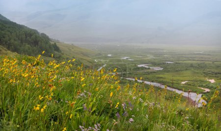 Téléchargez les photos : Fleurs sauvages dans les montagnes rocheuses du Colorado par temps de tempête le long du sentier du ruisseau Brush, foyer sélectif. - en image libre de droit