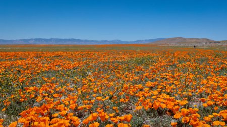 Field of Golden poppy flowers in Antelope Valley, California, Selective focus.