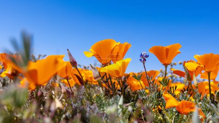 Blüte des Goldmohns im Antelope Valley, Kalifornien, selektiver Fokus.